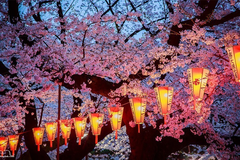 日本留学